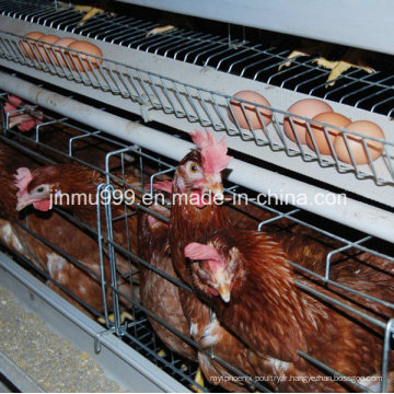 Cage d&#39;équipement de volaille de poulet de couche de Chine